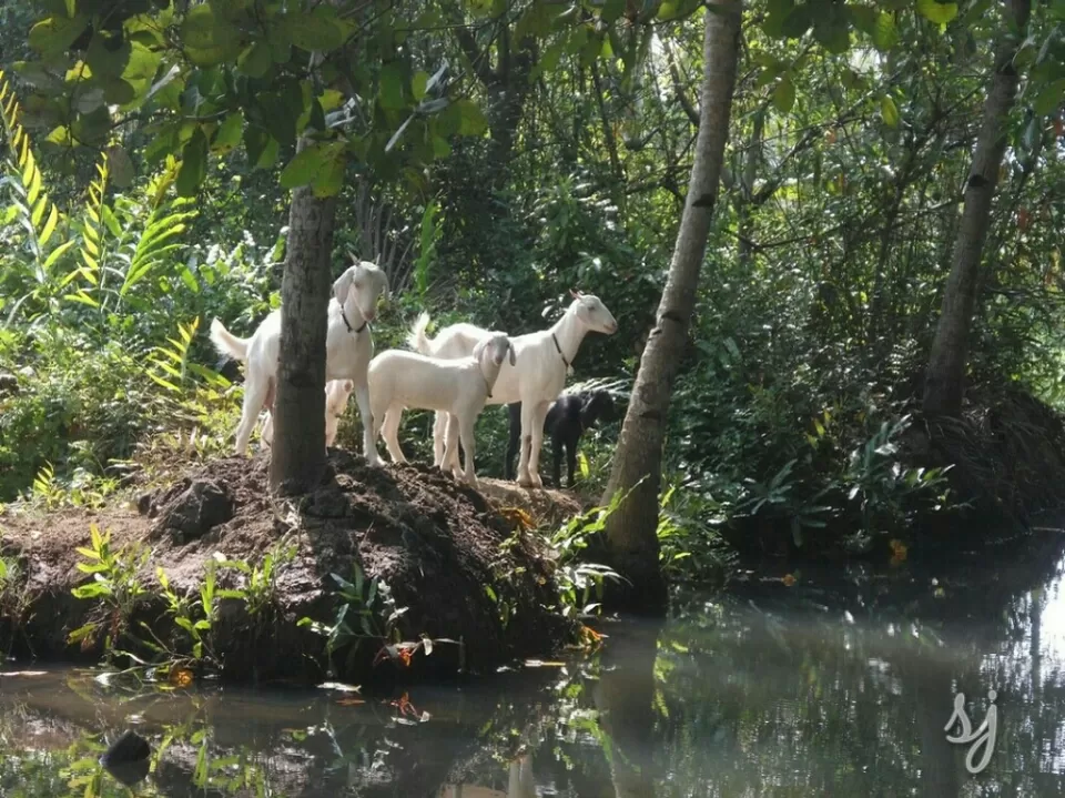Photo of Munroturuttu, Munroe Island, Kerala, India by Sreedevi Jeevan