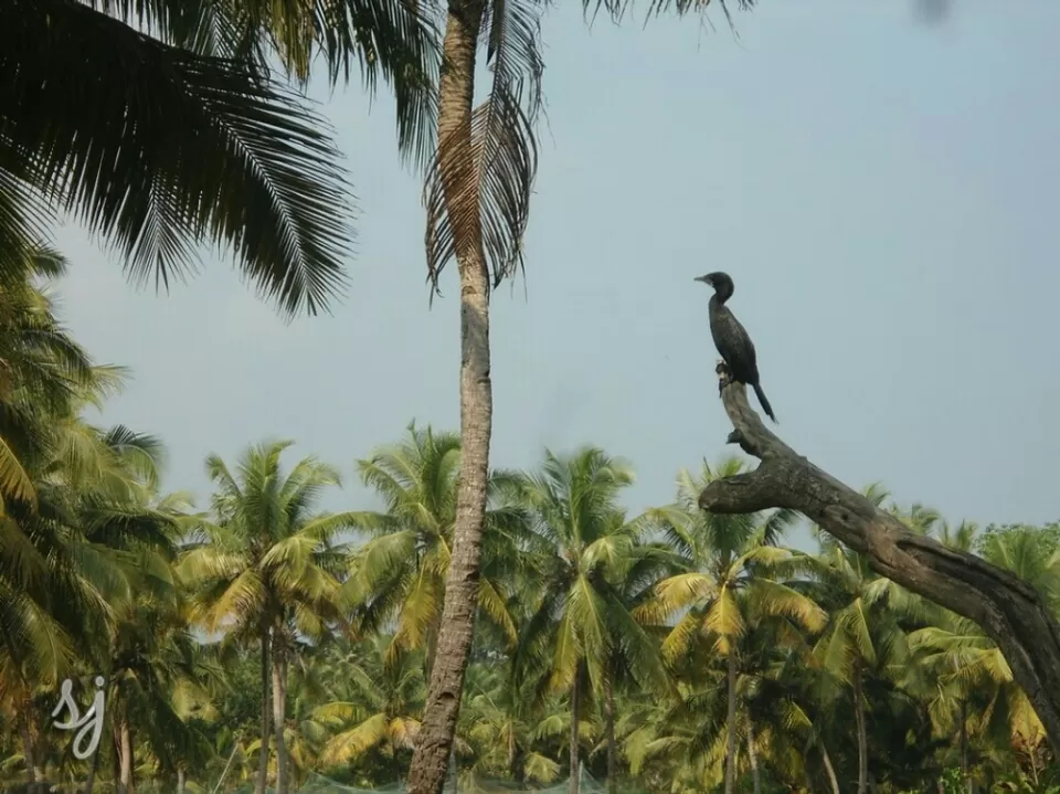 Photo of Munroturuttu, Munroe Island, Kerala, India by Sreedevi Jeevan