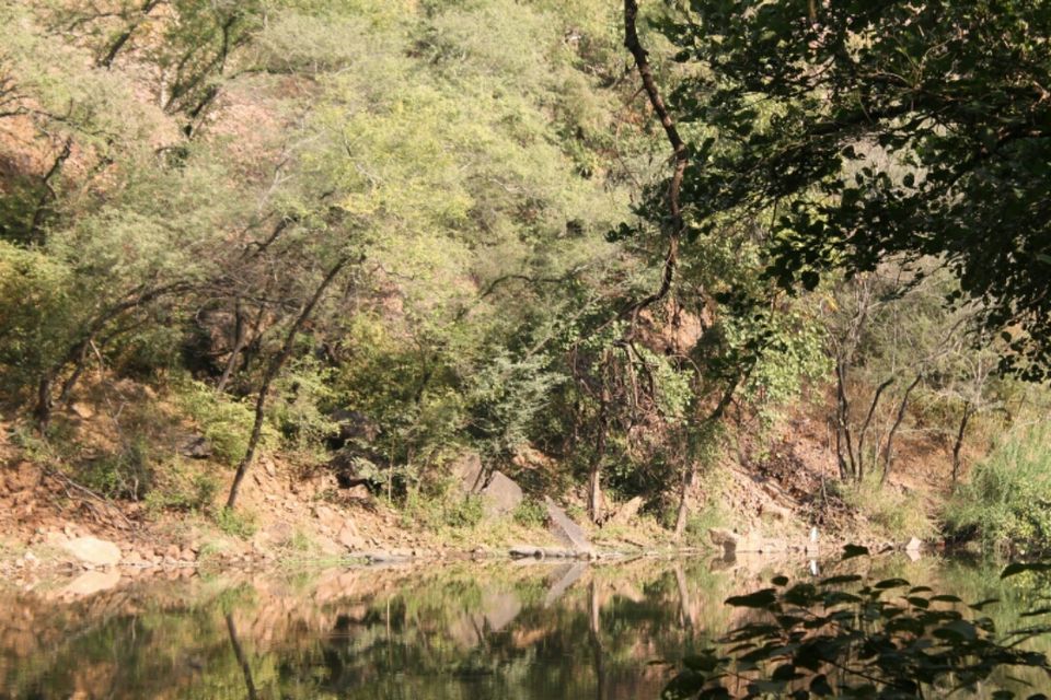 Photo of No luck with Big cats Ranthambore memories by Sreedevi Jeevan