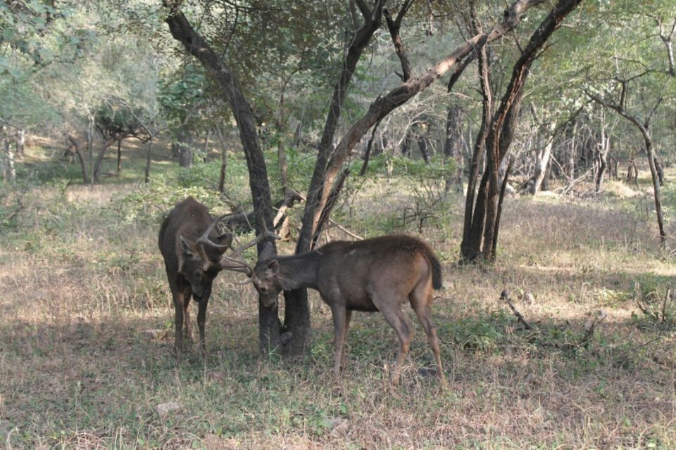 Photo of No luck with Big cats Ranthambore memories by Sreedevi Jeevan
