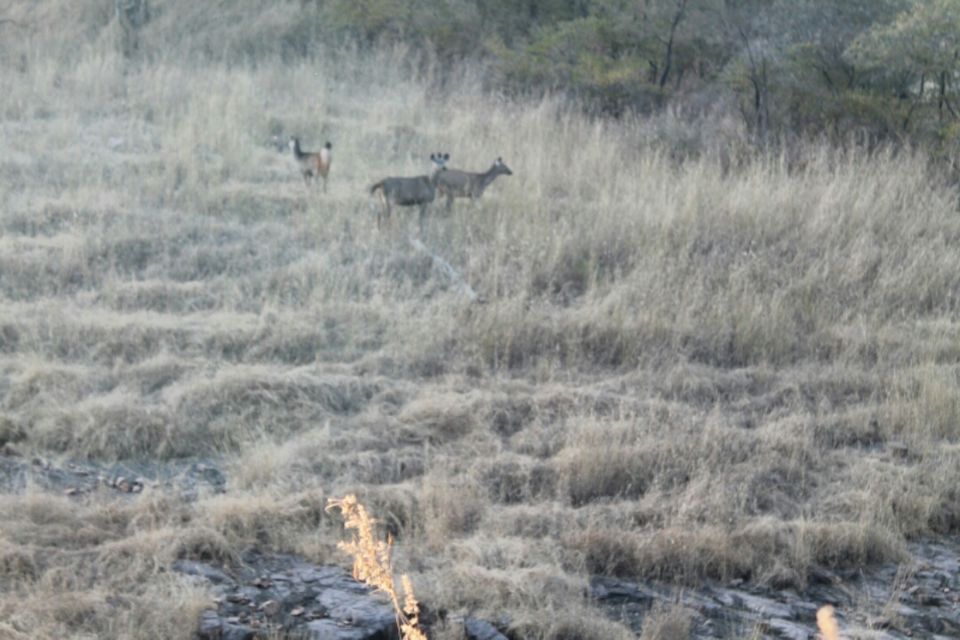 Photo of No luck with Big cats Ranthambore memories by Sreedevi Jeevan