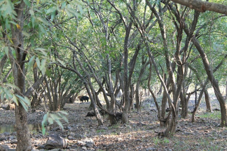 Photo of No luck with Big cats Ranthambore memories by Sreedevi Jeevan