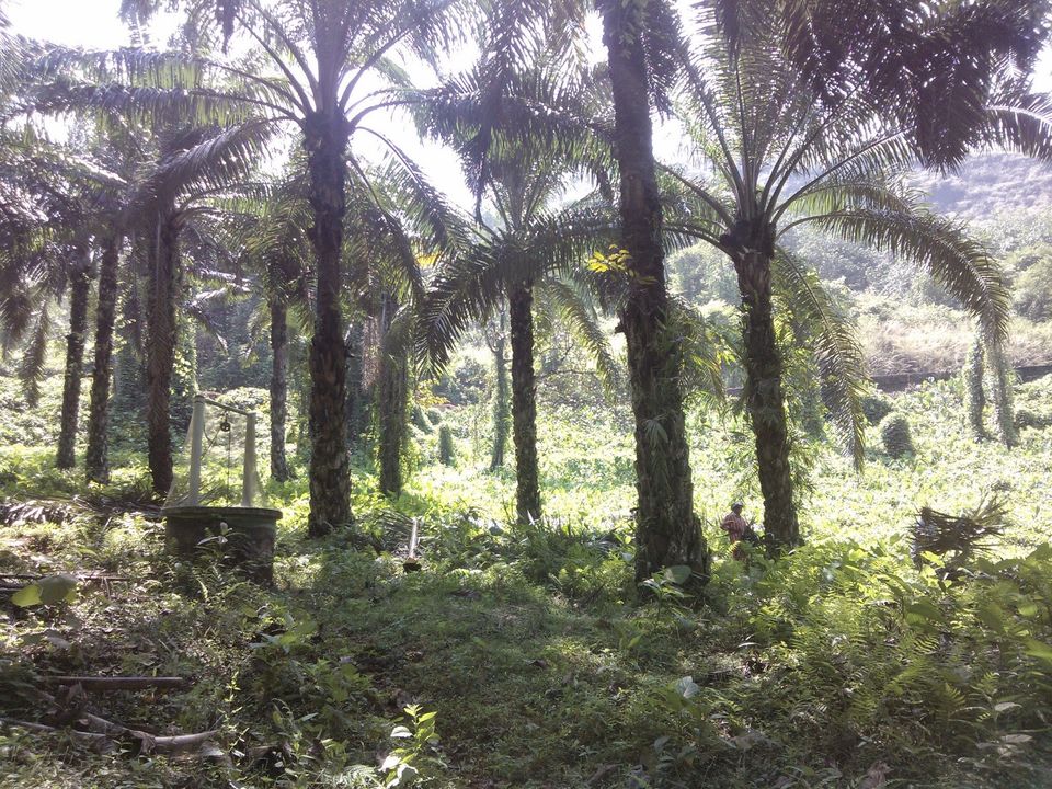 Photo of Ezhattumugham Prakriti Gramam, Ayyampuzha, Kerala, India by Sreedevi Jeevan