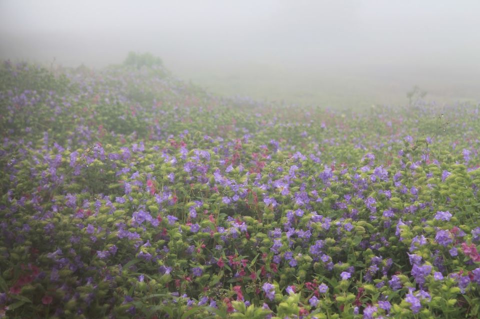 Photo of Valley of flowers - Kaas Plateau by Sreedevi Jeevan