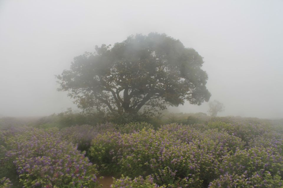 Photo of Valley of flowers - Kaas Plateau by Sreedevi Jeevan