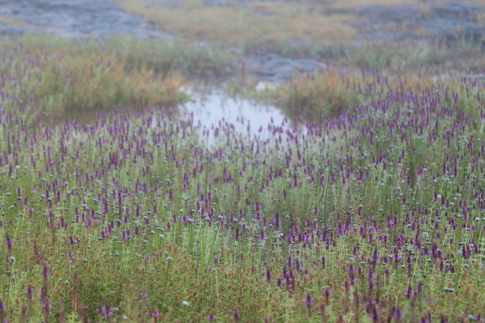 Photo of Valley of flowers - Kaas Plateau by Sreedevi Jeevan