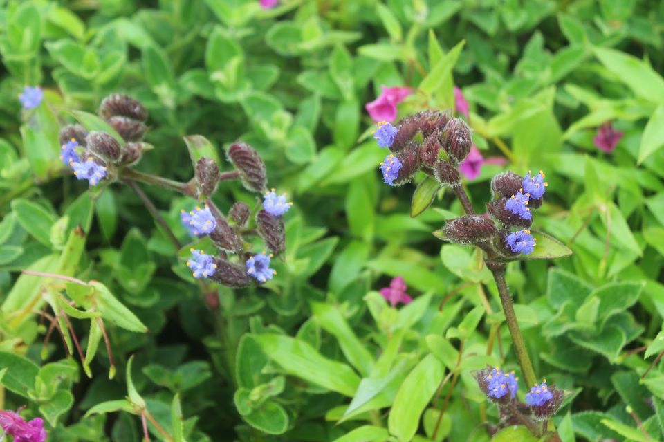 Photo of Valley of flowers - Kaas Plateau by Sreedevi Jeevan
