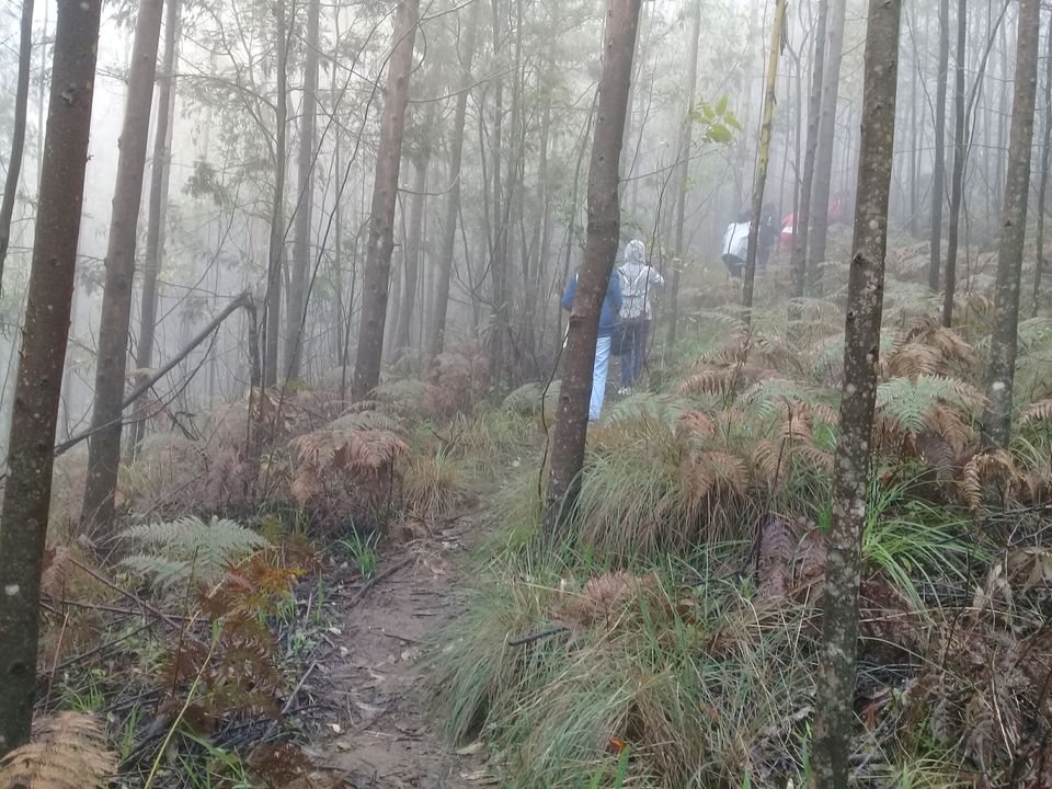 Photo of Meesapulimala Summit - trek to the wild side of Munnar by Sreedevi Jeevan