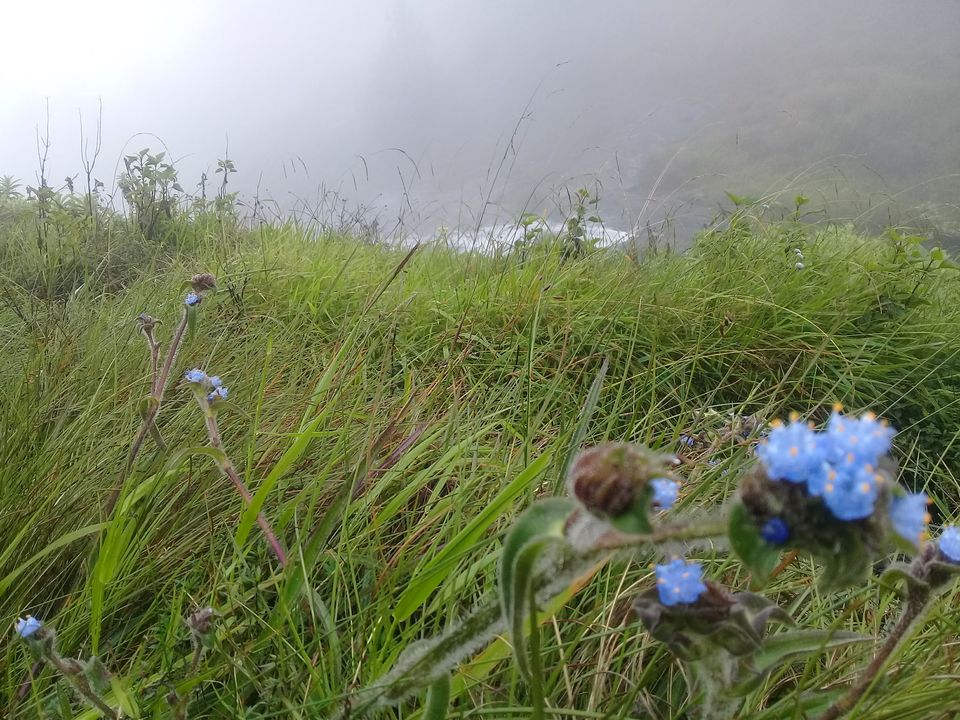 Photo of Rhodo Mansion, Meesapulimalai-Mattuppetti Trail, Kottagudi, Kerala, India by Sreedevi Jeevan