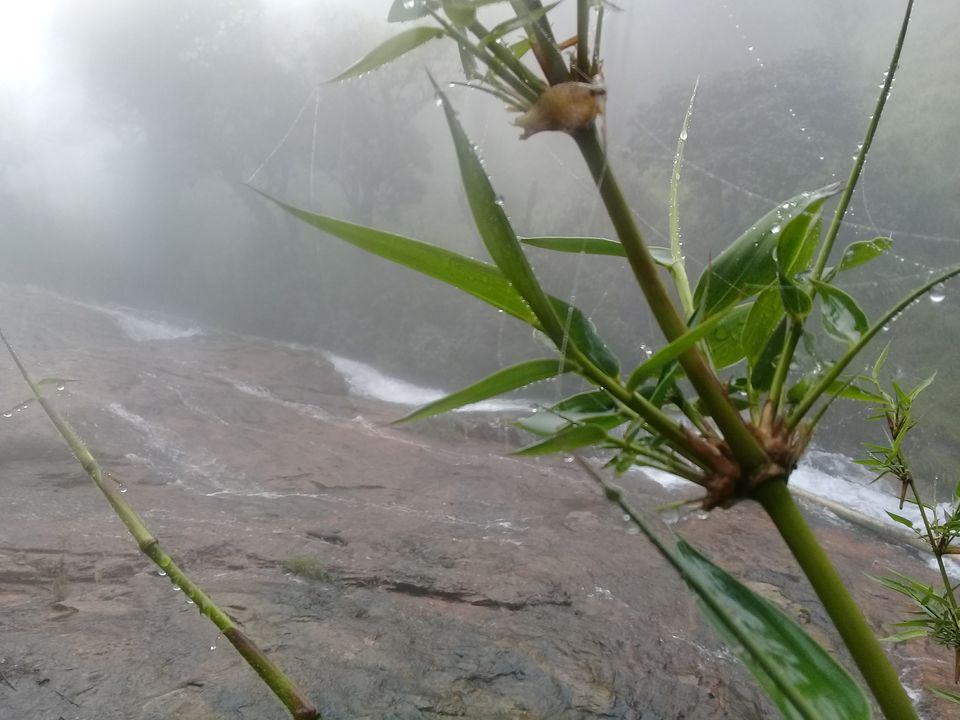 Photo of Rhodo Mansion, Meesapulimalai-Mattuppetti Trail, Kottagudi, Kerala, India by Sreedevi Jeevan