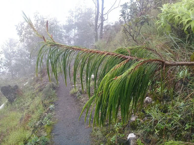Photo of Meesapulimala Summit - trek to the wild side of Munnar by Sreedevi Jeevan