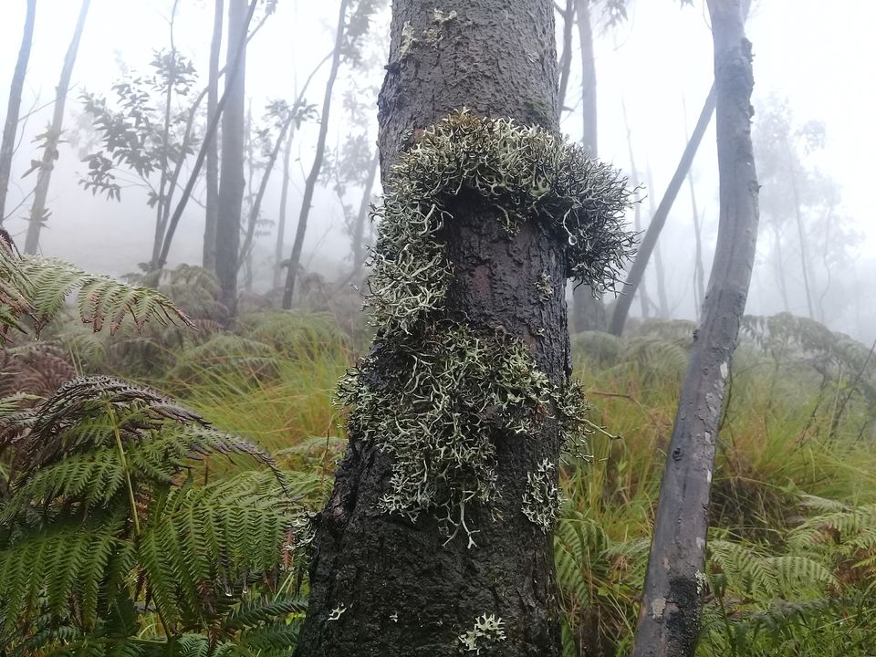 Photo of Meesapulimala Summit - trek to the wild side of Munnar by Sreedevi Jeevan