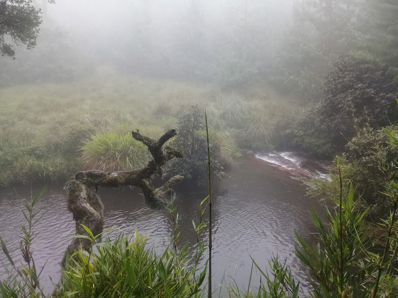 Photo of Rhodo Mansion, Meesapulimalai-Mattuppetti Trail, Kottagudi, Kerala, India by Sreedevi Jeevan