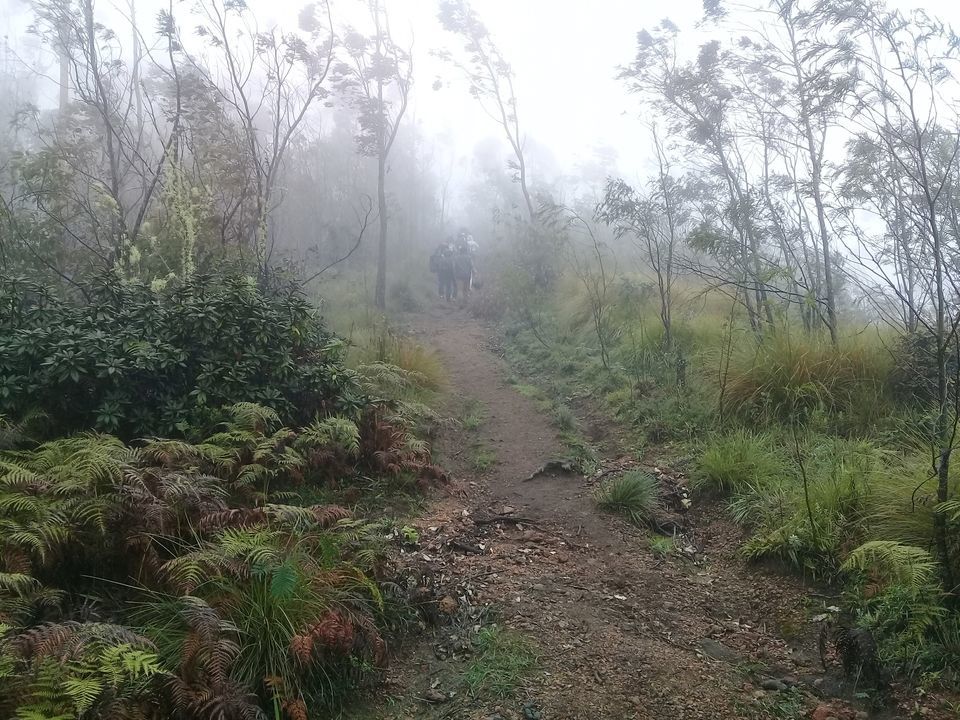 Photo of Meesapulimala Summit - trek to the wild side of Munnar by Sreedevi Jeevan