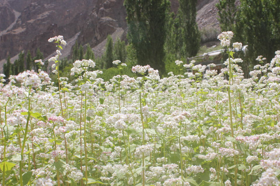 Photo of Journey to the Heavenly Ladakh 79/138 by Nisha Rao