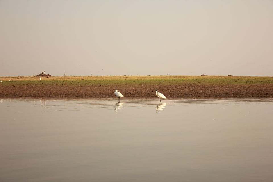 Photo of Around Pune : Bhigwan Bird Sanctuary & Mayureshwar Wildlife Sanctuary 6/22 by Nisha Rao