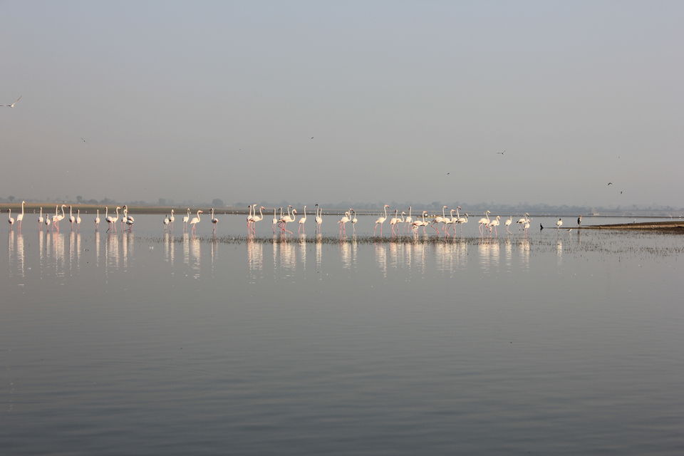 Photo of Around Pune : Bhigwan Bird Sanctuary & Mayureshwar Wildlife Sanctuary 8/22 by Nisha Rao
