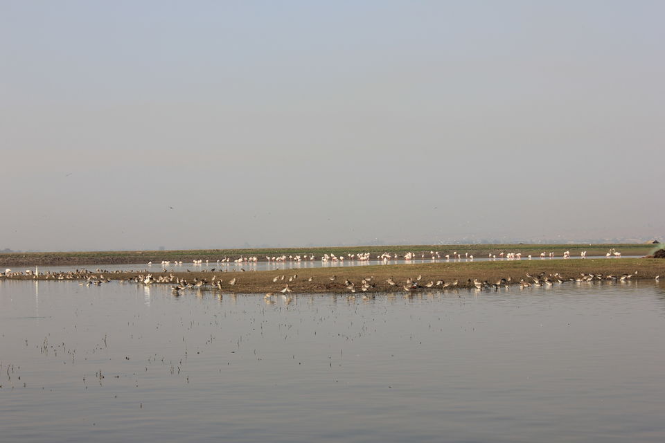 Photo of Around Pune : Bhigwan Bird Sanctuary & Mayureshwar Wildlife Sanctuary 9/22 by Nisha Rao