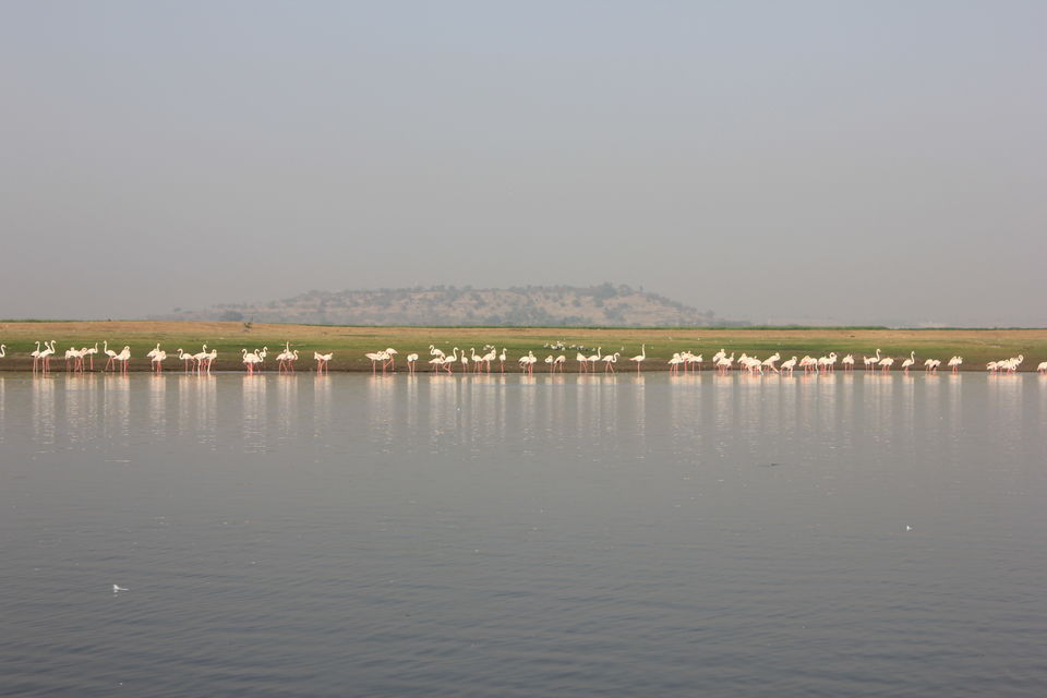 Photo of Around Pune : Bhigwan Bird Sanctuary & Mayureshwar Wildlife Sanctuary 10/22 by Nisha Rao