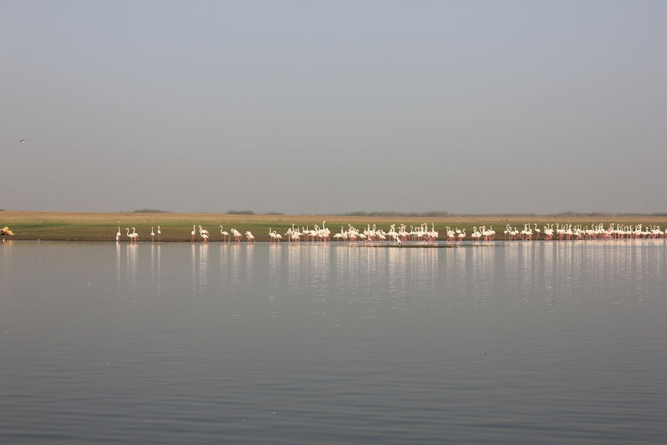 Photo of Around Pune : Bhigwan Bird Sanctuary & Mayureshwar Wildlife Sanctuary 11/22 by Nisha Rao