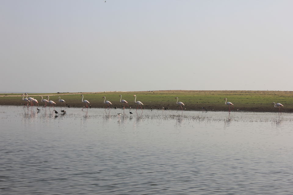 Photo of Around Pune : Bhigwan Bird Sanctuary & Mayureshwar Wildlife Sanctuary 12/22 by Nisha Rao