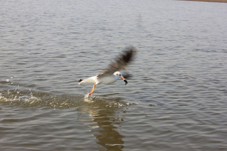 Photo of Around Pune : Bhigwan Bird Sanctuary & Mayureshwar Wildlife Sanctuary 13/22 by Nisha Rao