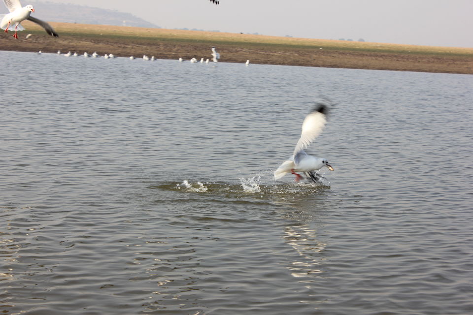 Photo of Around Pune : Bhigwan Bird Sanctuary & Mayureshwar Wildlife Sanctuary 14/22 by Nisha Rao