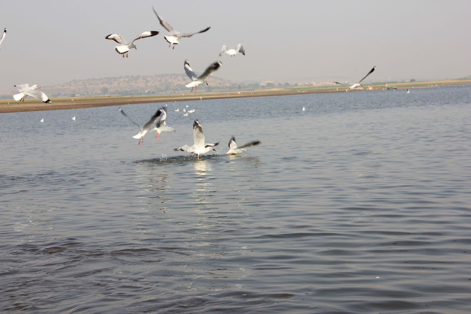 Photo of Around Pune : Bhigwan Bird Sanctuary & Mayureshwar Wildlife Sanctuary 15/22 by Nisha Rao