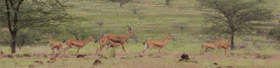 Photo of Around Pune : Bhigwan Bird Sanctuary & Mayureshwar Wildlife Sanctuary 17/22 by Nisha Rao