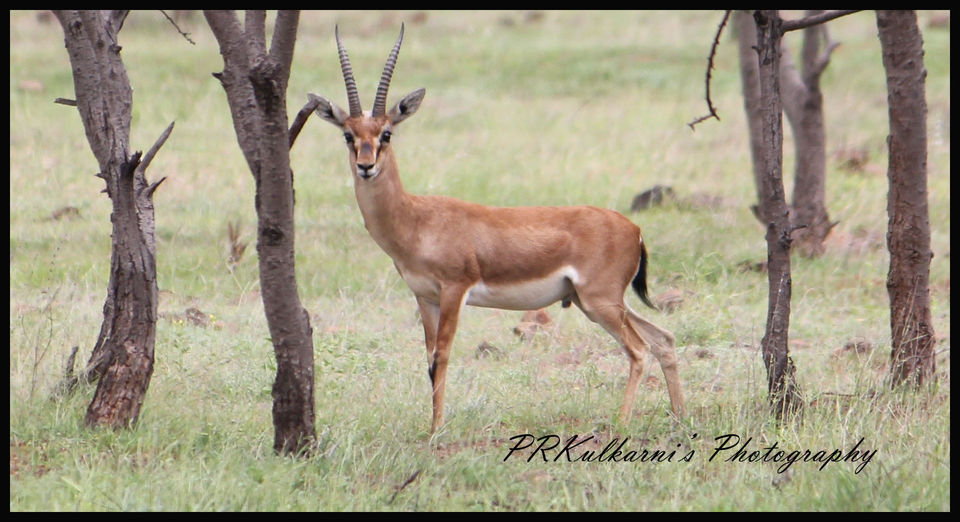 Photo of Around Pune : Bhigwan Bird Sanctuary & Mayureshwar Wildlife Sanctuary 18/22 by Nisha Rao