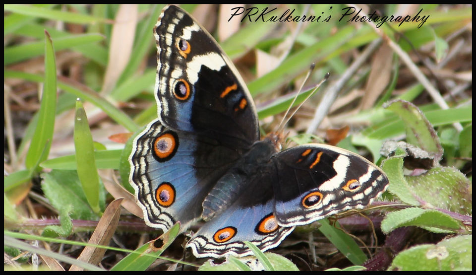 Photo of Around Pune : Bhigwan Bird Sanctuary & Mayureshwar Wildlife Sanctuary 19/22 by Nisha Rao