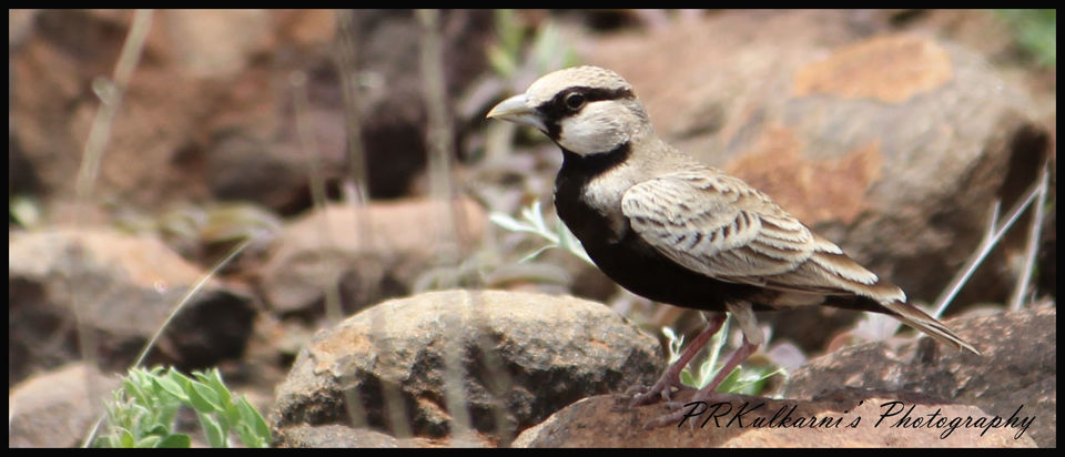 Photo of Around Pune : Bhigwan Bird Sanctuary & Mayureshwar Wildlife Sanctuary 20/22 by Nisha Rao