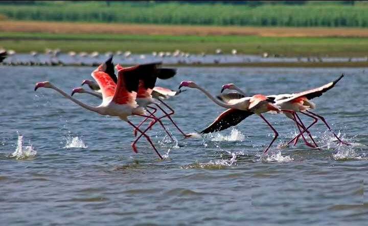Photo of Around Pune : Bhigwan Bird Sanctuary & Mayureshwar Wildlife Sanctuary 22/22 by Nisha Rao