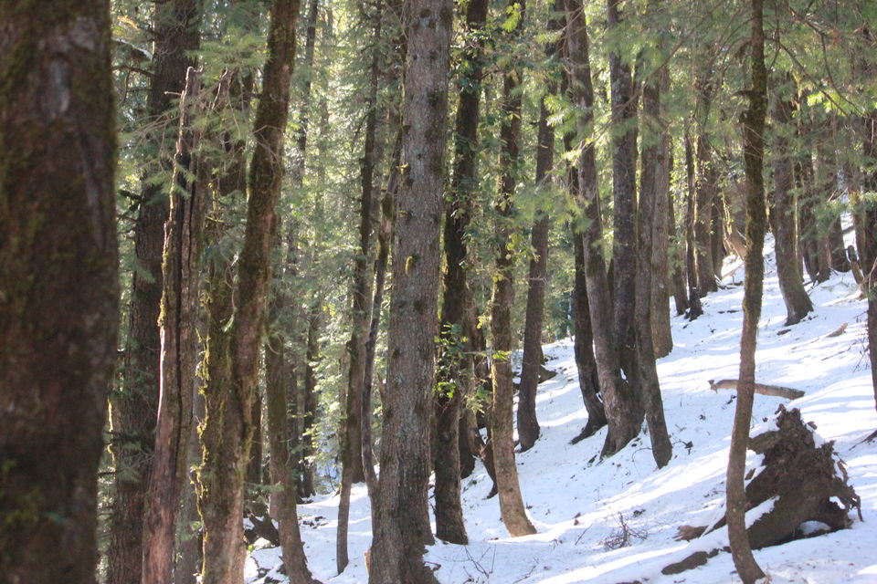 Photo of My first Himalayan adventure – Trek to Kedarkantha 15/54 by Nisha Rao
