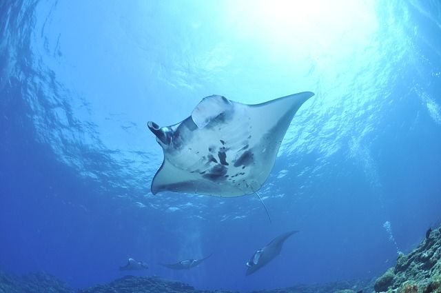 Photo of Here's a SECRET no one tells you about Maldives! by The Roving Heart