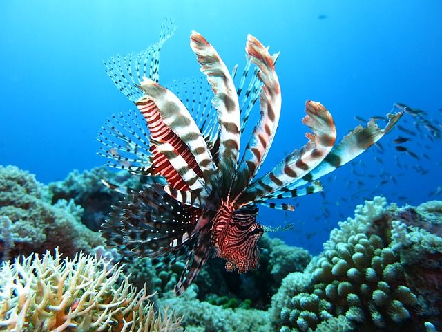 Photo of Here's a SECRET no one tells you about Maldives! 6/6 by The Roving Heart