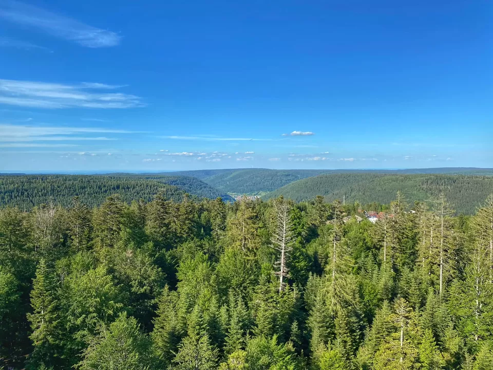 Photo of Baumwipfelpfad Schwarzwald, Peter-Liebig-Weg, Bad Wildbad, Germany by Sucheta Sarkar
