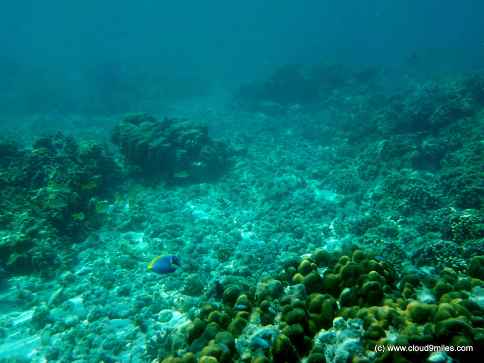 Photo of Scuba Diving – Lakshadweep! 2/12 by Cloud9miles