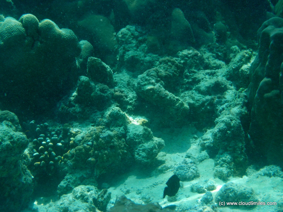 Photo of Scuba Diving – Lakshadweep! 3/12 by Cloud9miles
