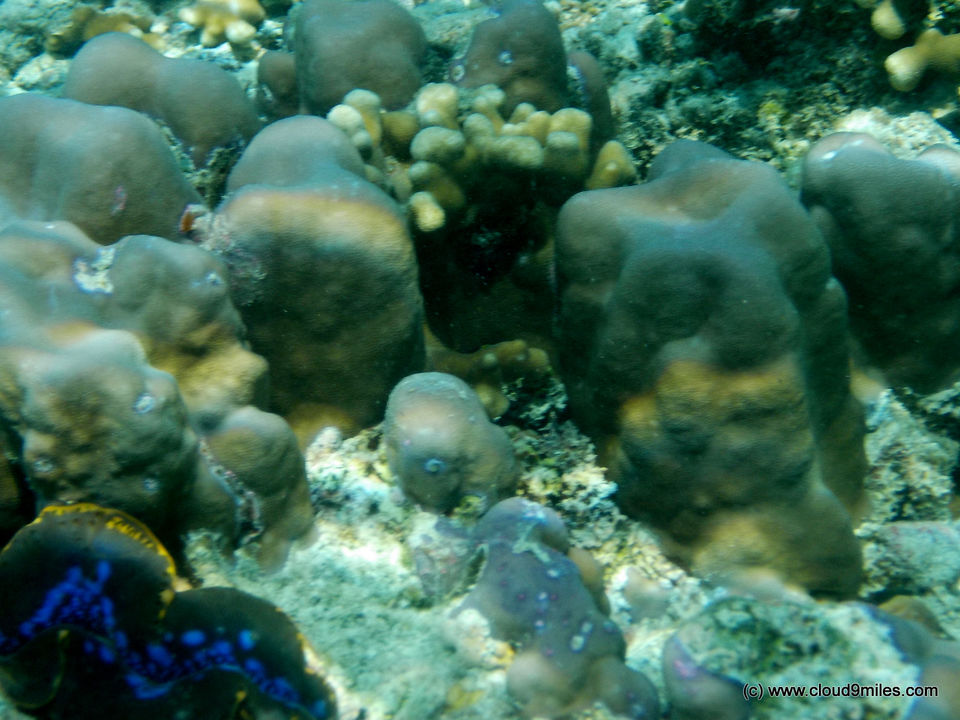 Photo of Scuba Diving – Lakshadweep! 4/12 by Cloud9miles