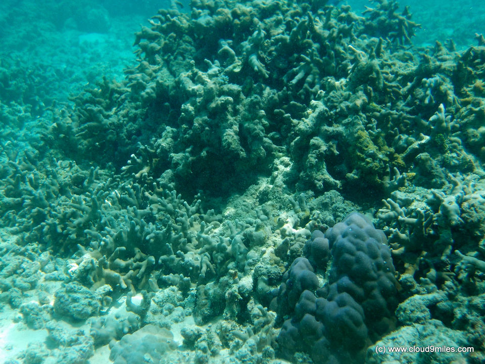 Photo of Scuba Diving – Lakshadweep! 5/12 by Cloud9miles