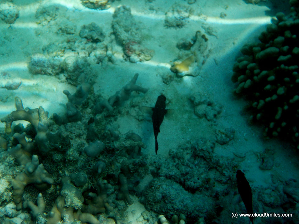 Photo of Scuba Diving – Lakshadweep! 6/12 by Cloud9miles