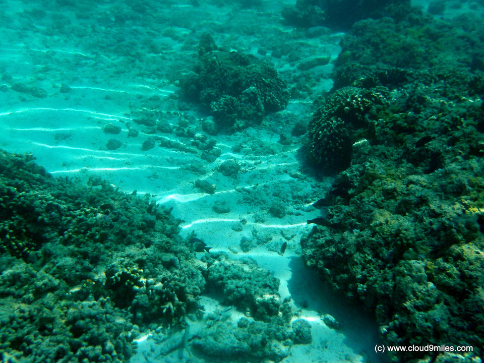 Photo of Scuba Diving – Lakshadweep! 7/12 by Cloud9miles
