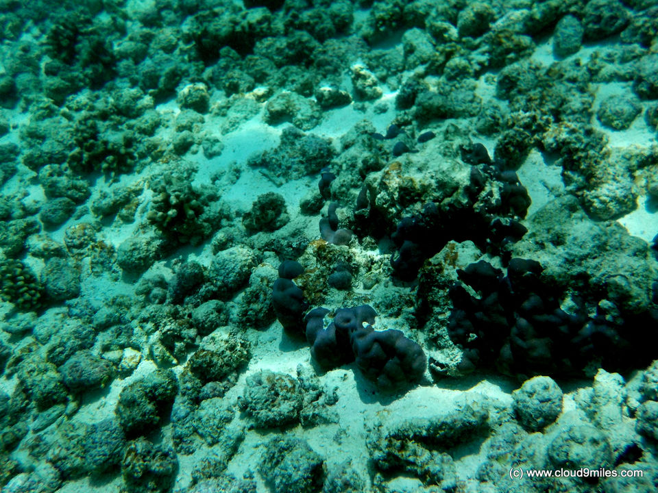 Photo of Scuba Diving – Lakshadweep! 8/12 by Cloud9miles