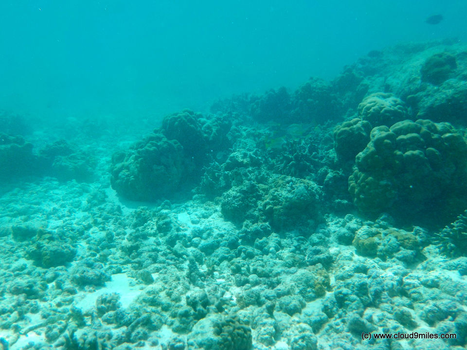 Photo of Scuba Diving – Lakshadweep! 10/12 by Cloud9miles