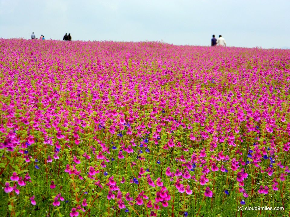 Photo of Kaas Plateau (Kaas Pathar) – The valley of Flowers – World Heritage Site 7/22 by Cloud9miles