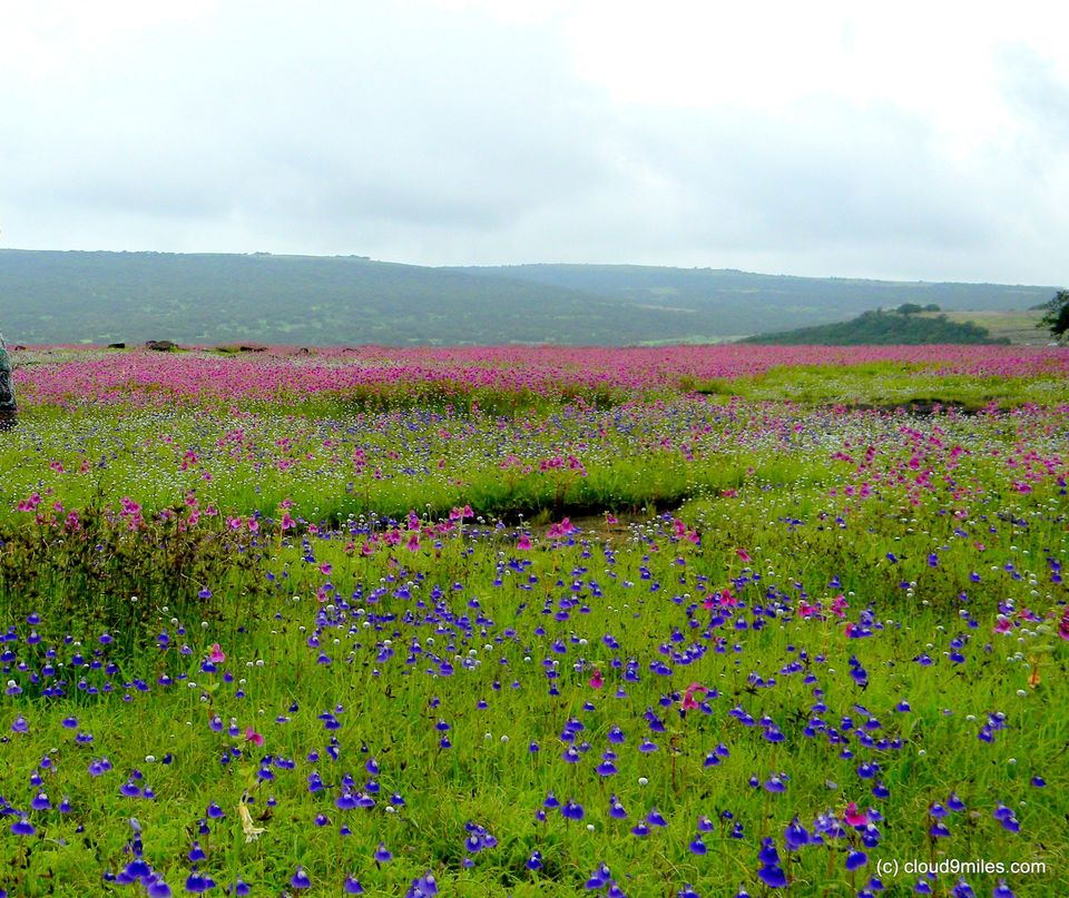 Photo of Kaas Plateau (Kaas Pathar) – The valley of Flowers – World Heritage Site 17/22 by Cloud9miles