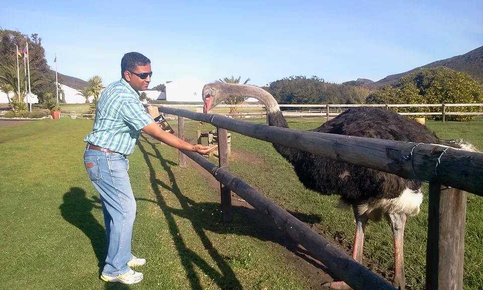Photo of Cape Town Ostrich Ranch, Van Schoorsdrif Road, Philadelphia, Cape Town, South Africa by pragati09