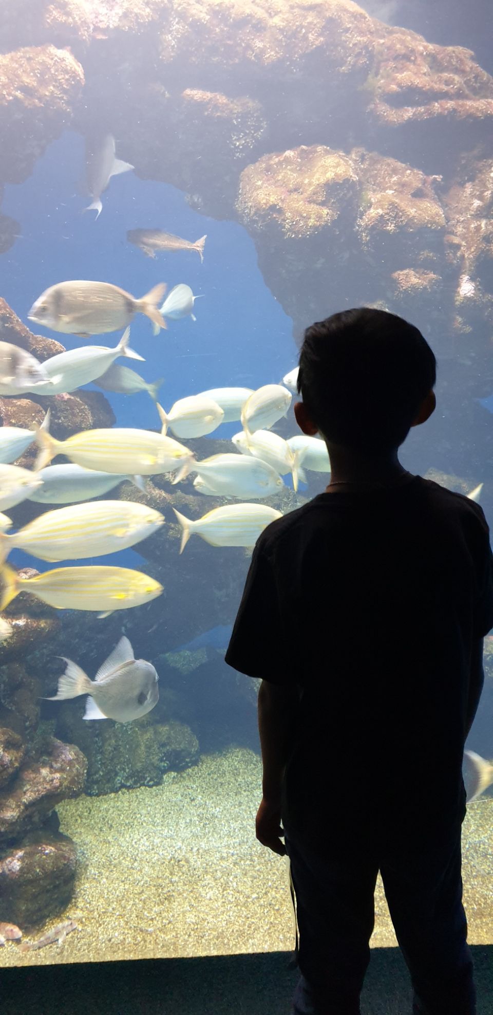 Photo of Palma Aquarium, Carrer de Manuela de los Herreros, Palma, Spain by Shilpa Shenoy