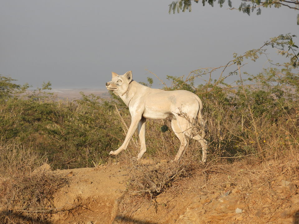Photo of My visit to the largest district of India - Kutch by Shilpa Shenoy